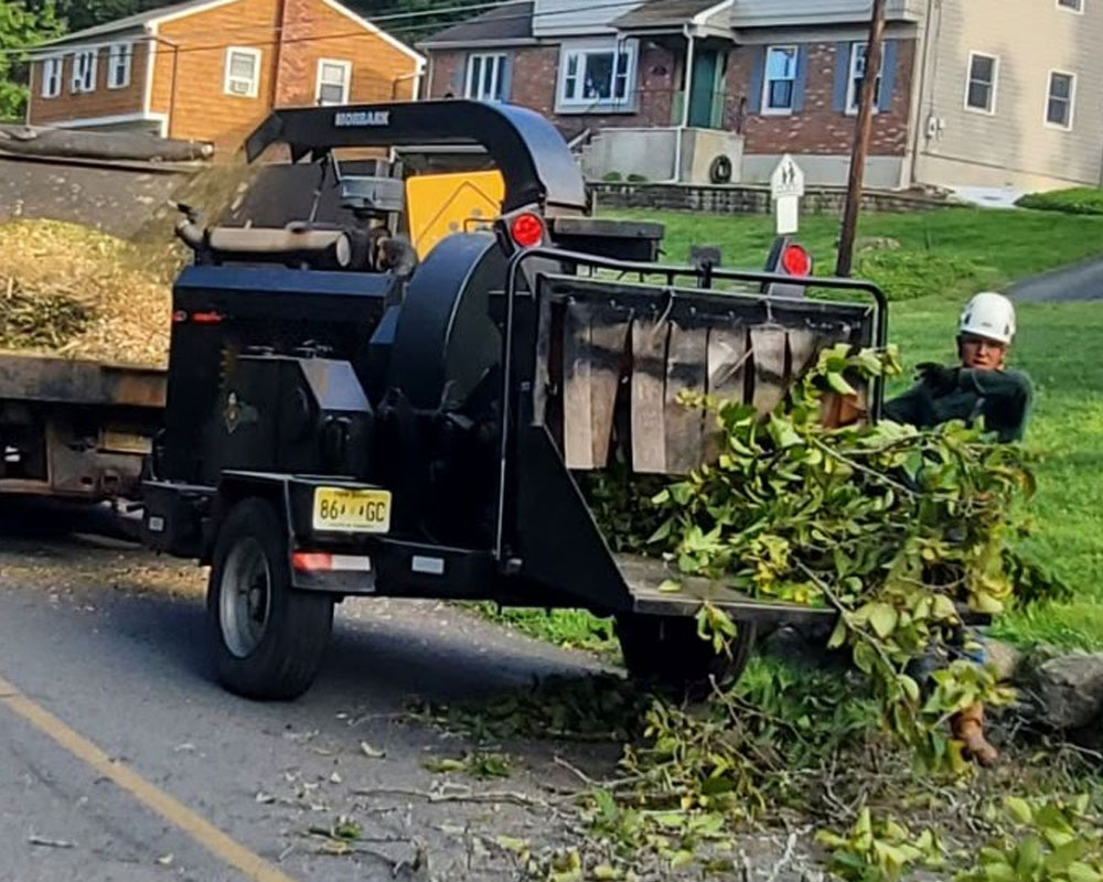 Best-Tree-Trimming-in-Newton-NJ Best Tree Trimming-in-Newton-NJ