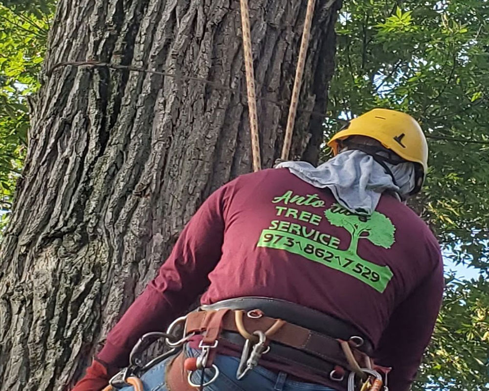 tree-removal-service-near-me-newton-NJ tree-removal-service-near-me newton NJ