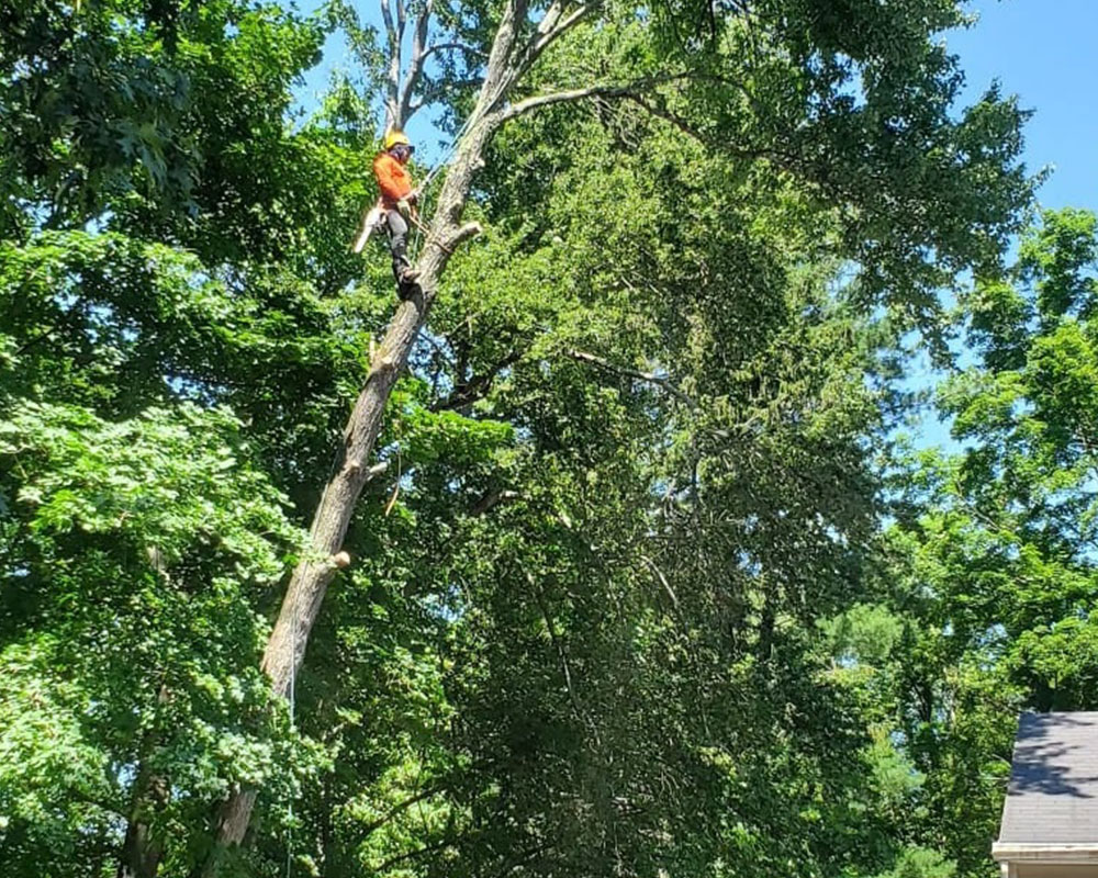 tree-trimming-in-Newton-NJ tree-trimming-in-Newton-NJ